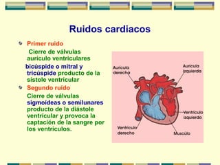 Ruidos cardiacos
Primer ruido
Cierre de válvulas
aurículo ventriculares
bicúspide o mitral y
tricúspide producto de la
sístole ventricular
Segundo ruido
Cierre de válvulas
sigmoídeas o semilunares
producto de la diástole
ventricular y provoca la
captación de la sangre por
los ventrículos.
 