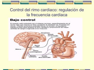 Control del rimo cardiaco: regulación de
la frecuencia cardiaca
 