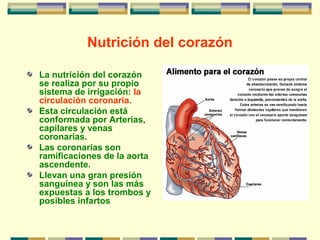 Nutrición del corazón
La nutrición del corazón
se realiza por su propio
sistema de irrigación: la
circulación coronaria.
Esta circulación está
conformada por Arterias,
capilares y venas
coronarias.
Las coronarias son
ramificaciones de la aorta
ascendente.
Llevan una gran presión
sanguínea y son las más
expuestas a los trombos y
posibles infartos
 
