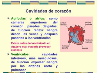 Cavidades de corazón
Aurículas o atrios: como
cámaras superiores del
corazón, paredes delgadas,
de función recibir sangre
desde las venas y después
pasarlas a los ventrículos
Existe antes del nacimiento el
Agujero oval y puede provocar
cianosis
Ventrículos: cavidades
inferiores, más musculosas,
de función expulsar sangre
por las arterias aorta y
pulmonar
 