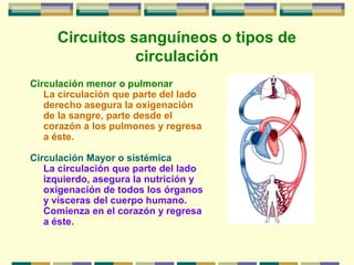 Circuitos sanguíneos o tipos de
circulación
Circulación menor o pulmonar
La circulación que parte del lado
derecho asegura la oxigenación
de la sangre, parte desde el
corazón a los pulmones y regresa
a éste.
Circulación Mayor o sistémica
La circulación que parte del lado
izquierdo, asegura la nutrición y
oxigenación de todos los órganos
y vísceras del cuerpo humano.
Comienza en el corazón y regresa
a éste.
 