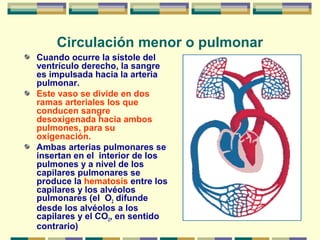 Circulación menor o pulmonar
Cuando ocurre la sístole del
ventrículo derecho, la sangre
es impulsada hacia la arteria
pulmonar.
Este vaso se divide en dos
ramas arteriales los que
conducen sangre
desoxigenada hacia ambos
pulmones, para su
oxigenación.
Ambas arterias pulmonares se
insertan en el interior de los
pulmones y a nivel de los
capilares pulmonares se
produce la hematosis entre los
capilares y los alvéolos
pulmonares (el O2 difunde
desde los alvéolos a los
capilares y el CO2, en sentido
contrario)
 