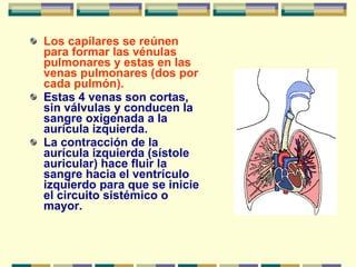 Los capilares se reúnen
para formar las vénulas
pulmonares y estas en las
venas pulmonares (dos por
cada pulmón).
Estas 4 venas son cortas,
sin válvulas y conducen la
sangre oxigenada a la
aurícula izquierda.
La contracción de la
aurícula izquierda (sístole
auricular) hace fluir la
sangre hacia el ventrículo
izquierdo para que se inicie
el circuito sistémico o
mayor.
 