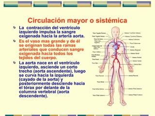 Circulación mayor o sistémica
La contracción del ventrículo
izquierdo impulsa la sangre
oxigenada hacia la arteria aorta.
Es el vaso mas grande y de él
se originan todas las ramas
arteriales que conducen sangre
oxigenada hacia todos los
tejidos del cuerpo.
La aorta nace en el ventrículo
izquierdo, asciende un corto
trecho (aorta ascendente), luego
se curva hacia la izquierda
(cayado de la aorta) y
posteriormente desciende hacia
el tórax por delante de la
columna vertebral (aorta
descendente).
 