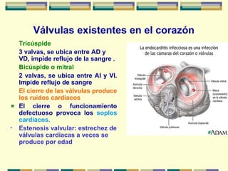 Válvulas existentes en el corazón
Tricúspide
3 valvas, se ubica entre AD y
VD, impide reflujo de la sangre .
Bicúspide o mitral
2 valvas, se ubica entre AI y VI.
Impide reflujo de sangre
El cierre de las válvulas produce
los ruidos cardiacos
El cierre o funcionamiento
defectuoso provoca los soplos
cardiacos.
• Estenosis valvular: estrechez de
válvulas cardiacas a veces se
produce por edad
 