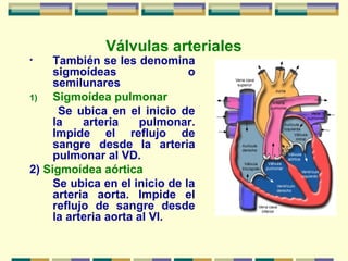 Válvulas arteriales
• También se les denomina
sigmoídeas o
semilunares
1) Sigmoídea pulmonar
Se ubica en el inicio de
la arteria pulmonar.
Impide el reflujo de
sangre desde la arteria
pulmonar al VD.
2) Sigmoídea aórtica
Se ubica en el inicio de la
arteria aorta. Impide el
reflujo de sangre desde
la arteria aorta al VI.
 