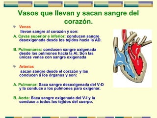 Vasos que llevan y sacan sangre del
corazón.
Venas
llevan sangre al corazón y son:
A. Cavas superior e inferior: conducen sangre
desoxigenada desde los tejidos hacia la AD.
B. Pulmonares: conducen sangre oxigenada
desde los pulmones hacia la AI. Son las
únicas venas con sangre oxigenada
Arterias
sacan sangre desde el corazón y las
conducen a los órganos y son:
A. Pulmonar: Saca sangre desoxigenada del V-D
y la conduce a los pulmones para oxigenar.
B. Aorta: Saca sangre oxigenada del V-I y la
conduce a todos los tejidos del cuerpo.
 