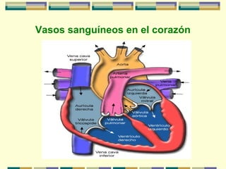 Vasos sanguíneos en el corazón
 
