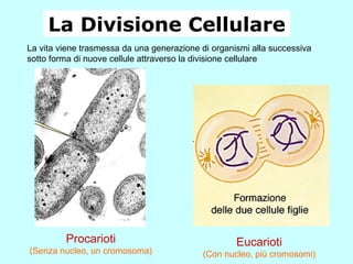 La Divisione Cellulare La vita viene trasmessa da una generazione di organismi alla successiva sotto forma di nuove cellule attraverso la divisione cellulare Procarioti (Senza nucleo, un cromosoma) Eucarioti (Con nucleo, più cromosomi) 