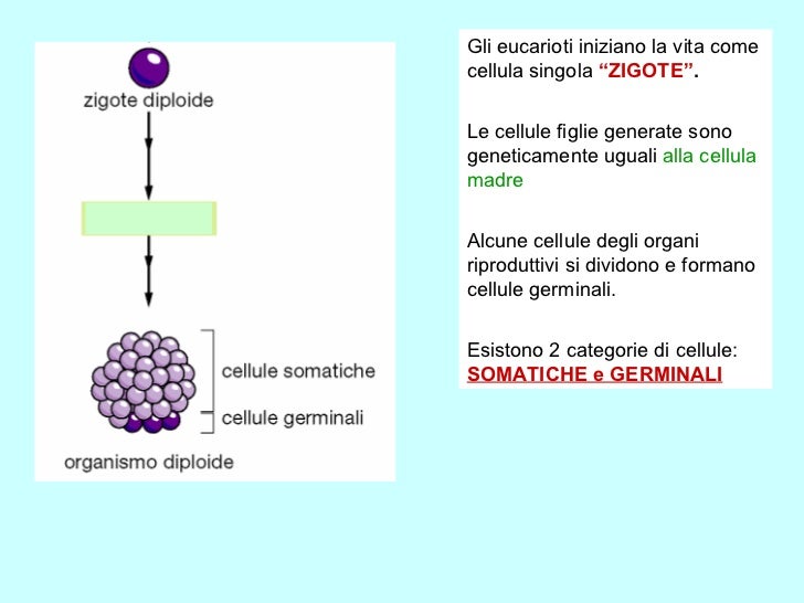 Le Cellule Somatiche Si Dividono Mediante