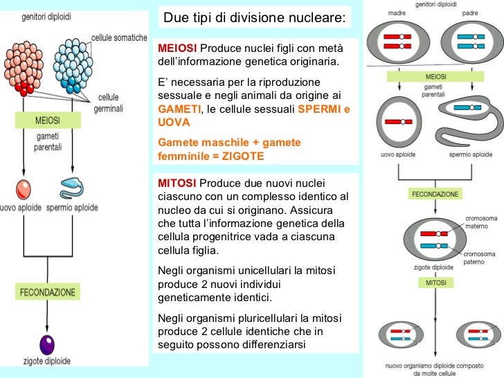 Le Cellule Somatiche Si Dividono Mediante