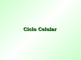 Ciclo Celular 