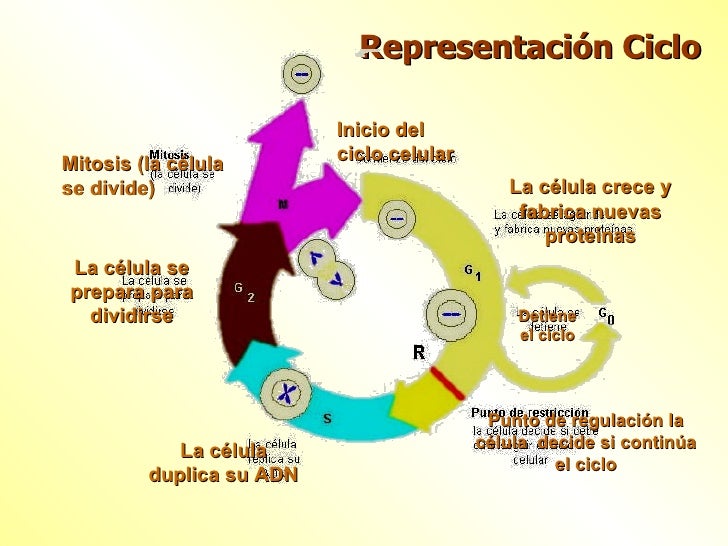 Ciclo Celular