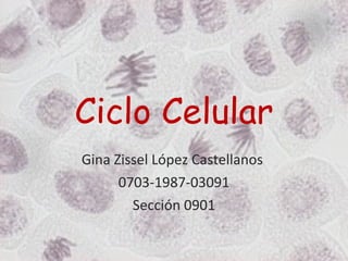 Ciclo Celular Gina Zissel López Castellanos  0703-1987-03091 Sección 0901 