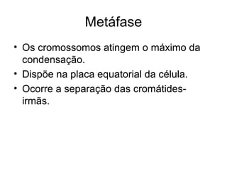 Metáfase
• Os cromossomos atingem o máximo da
condensação.
• Dispõe na placa equatorial da célula.
• Ocorre a separação das cromátides-
irmãs.
 