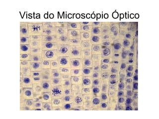 Vista do Microscópio Óptico
 