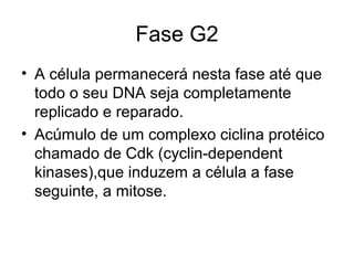 Fase G2
• A célula permanecerá nesta fase até que
todo o seu DNA seja completamente
replicado e reparado.
• Acúmulo de um complexo ciclina protéico
chamado de Cdk (cyclin-dependent
kinases),que induzem a célula a fase
seguinte, a mitose.
 