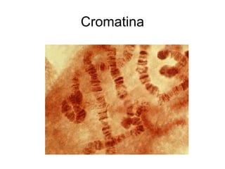 Cromatina
 