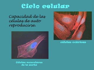 Ciclo celular Capacidad de las células de auto reproducirse. células ováricas Células musculares de la aorta 