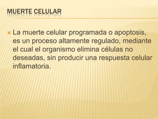 MUERTE CELULARLa muerte celular programada o apoptosis, es un proceso altamente regulado, mediante el cual el organismo elimina células no deseadas, sin producir una respuesta celular inflamatoria.