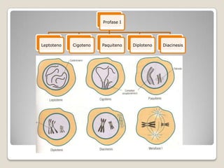 Profase ILeptotenoCigotenoPaquitenoDiplotenoDiacinesis