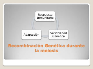 Recombinación Genética durante la meiosis