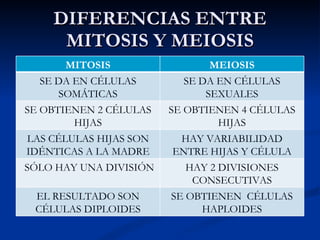 DIFERENCIAS ENTRE MITOSIS Y MEIOSIS MITOSIS MEIOSIS SE DA EN CÉLULAS SOMÁTICAS SE DA EN CÉLULAS SEXUALES SE OBTIENEN 2 CÉLULAS HIJAS SE OBTIENEN 4 CÉLULAS HIJAS LAS CÉLULAS HIJAS SON IDÉNTICAS A LA MADRE HAY VARIABILIDAD ENTRE HIJAS Y CÉLULA MADRE SÓLO HAY UNA DIVISIÓN HAY 2 DIVISIONES CONSECUTIVAS EL RESULTADO SON CÉLULAS DIPLOIDES SE OBTIENEN  CÉLULAS HAPLOIDES 