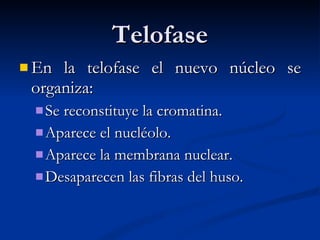 Telofase En la telofase el nuevo núcleo se organiza:  Se reconstituye la cromatina. Aparece el nucléolo. Aparece la membrana nuclear. Desaparecen las fibras del huso. 