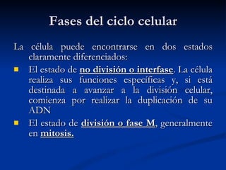 Fases del ciclo celular La célula puede encontrarse en dos estados claramente diferenciados: El estado de  no división o interfase . La célula realiza sus funciones específicas y, si está destinada a avanzar a la división celular, comienza por realizar la duplicación de su ADN El estado de  división o fase M , generalmente en  mitosis.   