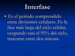 Interfase Es el período comprendido entre divisiones celulares. Es la fase más larga del ciclo celular, ocupando casi el 95% del ciclo, trascurre entre dos mitosis. 