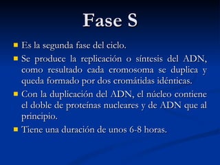 Fase S Es la segunda fase del ciclo. Se produce la replicación o síntesis del ADN, como resultado cada cromosoma se duplica y queda formado por dos cromátidas idénticas.  Con la duplicación del ADN, el núcleo contiene el doble de proteínas nucleares y de ADN que al principio.  Tiene una duración de unos 6-8 horas.  