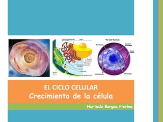 EL CICLO CELULAR
Crecimiento de la célula
                Hurtado Burgos Pierina
 