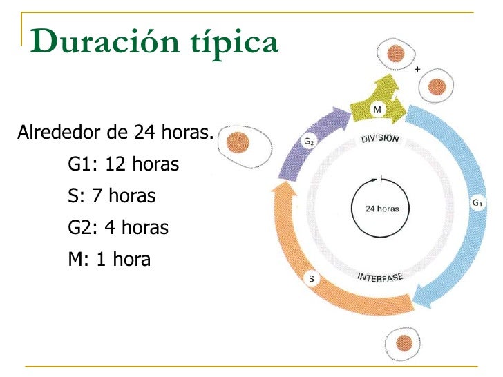 Ciclo celular