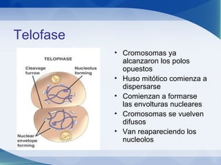 Citocinesis
• División del citoplasma
• Comienza durante la Telofase en la
  mitosis
• En células animales se produce por
...