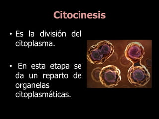 Citocinesis
• Es la división del
  citoplasma.

• En esta etapa se
  da un reparto de
  organelas
  citoplasmáticas.
 