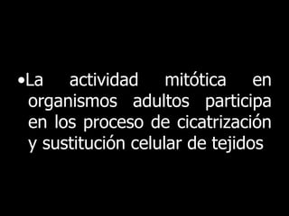 •La actividad mitótica en
 organismos adultos participa
 en los proceso de cicatrización
 y sustitución celular de tejidos
 