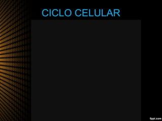 Ciclo celular