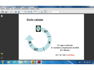 Ciclo celular