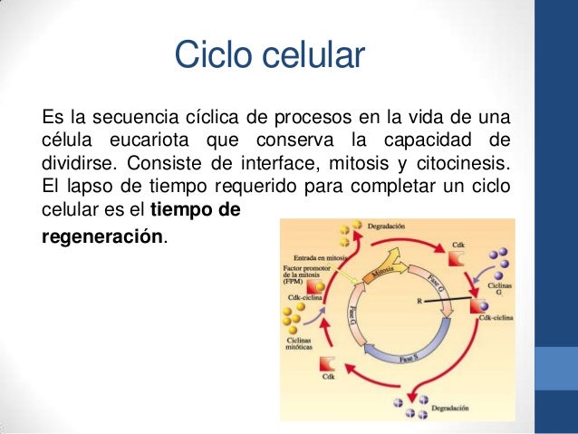 Ciclo celular