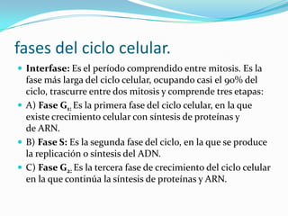 fases del ciclo celular.
 Interfase: Es el período comprendido entre mitosis. Es la
  fase más larga del ciclo celular, ocupando casi el 90% del
  ciclo, trascurre entre dos mitosis y comprende tres etapas:
 A) Fase G1: Es la primera fase del ciclo celular, en la que
  existe crecimiento celular con síntesis de proteínas y
  de ARN.
 B) Fase S: Es la segunda fase del ciclo, en la que se produce
  la replicación o síntesis del ADN.
 C) Fase G2: Es la tercera fase de crecimiento del ciclo celular
  en la que continúa la síntesis de proteínas y ARN.
 
