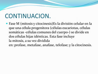 CONTINUACION.
 Fase M (mitosis y citocinesis)Es la división celular en la
  que una célula progenitora (células eucariotas, células
  somáticas -células comunes del cuerpo-) se divide en
  dos células hijas idénticas. Esta fase incluye
  la mitosis, a su vez dividida
  en: profase, metafase, anafase, telofase; y la citocinesis.
 