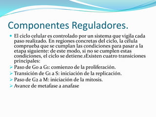 Componentes Reguladores.
 El ciclo celular es controlado por un sistema que vigila cada
  paso realizado. En regiones concretas del ciclo, la célula
  comprueba que se cumplan las condiciones para pasar a la
  etapa siguiente: de este modo, si no se cumplen estas
  condiciones, el ciclo se detiene.1Existen cuatro transiciones
  principales:
 Paso de G0 a G1: comienzo de la proliferación.
 Transición de G1 a S: iniciación de la replicación.
 Paso de G2 a M: iniciación de la mitosis.
 Avance de metafase a anafase
 