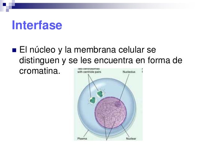 Ciclo celular