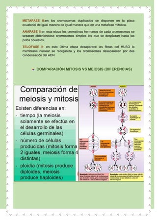 METAFASE II:en los cromosomas duplicados se disponen en la placa
ecuatorial de igual manera de igual manera que en una metafase mitótica.
ANAFASE II:en esta etapa los cromatinas hermanos de cada cromosomas se
separan obteniéndose cromosomas simples los que se desplazan hacia los
polos opuestos.
TELOFASE II: en esta última etapa desaparece las fibras del HUSO la
membrana nuclear se reorganiza y los cromosomas desaparecen por des
condensación del ADN
COMPARACIÓN MITOSIS VS MEIOSIS (DIFERENCIAS)
 