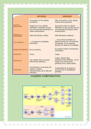 CUADRO COMPARATIVO
 