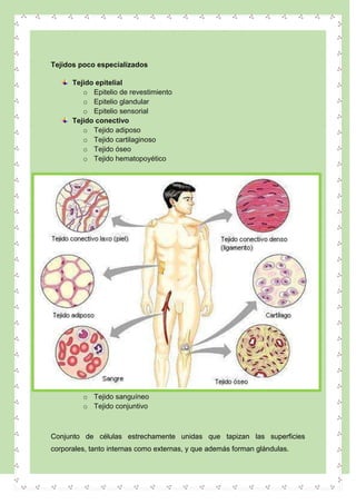 Tejidos poco especializados
Tejido epitelial
o Epitelio de revestimiento
o Epitelio glandular
o Epitelio sensorial
Tejido conectivo
o Tejido adiposo
o Tejido cartilaginoso
o Tejido óseo
o Tejido hematopoyético
o Tejido sanguíneo
o Tejido conjuntivo
Conjunto de células estrechamente unidas que tapizan las superficies
corporales, tanto internas como externas, y que además forman glándulas.
 