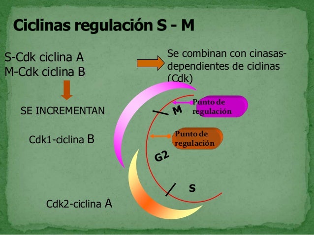Ciclo celular