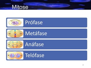 Mitose

Prófase
Metáfase

Anáfase
Telófase
16

 