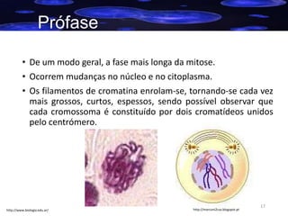 Prófase
• De um modo geral, a fase mais longa da mitose.
• Ocorrem mudanças no núcleo e no citoplasma.
• Os filamentos de cromatina enrolam-se, tornando-se cada vez
mais grossos, curtos, espessos, sendo possível observar que
cada cromossoma é constituído por dois cromatídeos unidos
pelo centrómero.

http://www.biologia.edu.ar/

http://marconi2csa.blogspot.pt

17

 