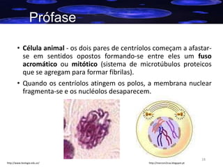 Prófase
• Célula animal - os dois pares de centríolos começam a afastarse em sentidos opostos formando-se entre eles um fuso
acromático ou mitótico (sistema de microtúbulos proteicos
que se agregam para formar fibrilas).

• Quando os centríolos atingem os polos, a membrana nuclear
fragmenta-se e os nucléolos desaparecem.

18
http://www.biologia.edu.ar/

http://marconi2csa.blogspot.pt

 